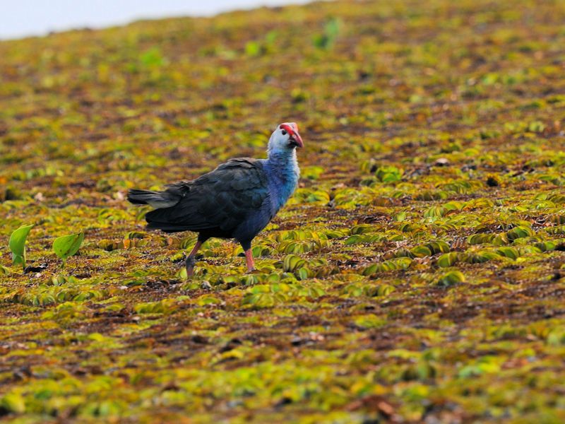 セグロセイケイ 成鳥　ロータスパーク　ウドンタニ　タイ　Lotus Park, Udon Thani, Thailand　2020/03/02　Photo by Kohyuh