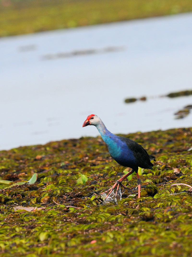 セグロセイケイ 成鳥　ロータスパーク　ウドンタニ　タイ　Lotus Park, Udon Thani, Thailand　2020/03/02　Photo by Kohyuh