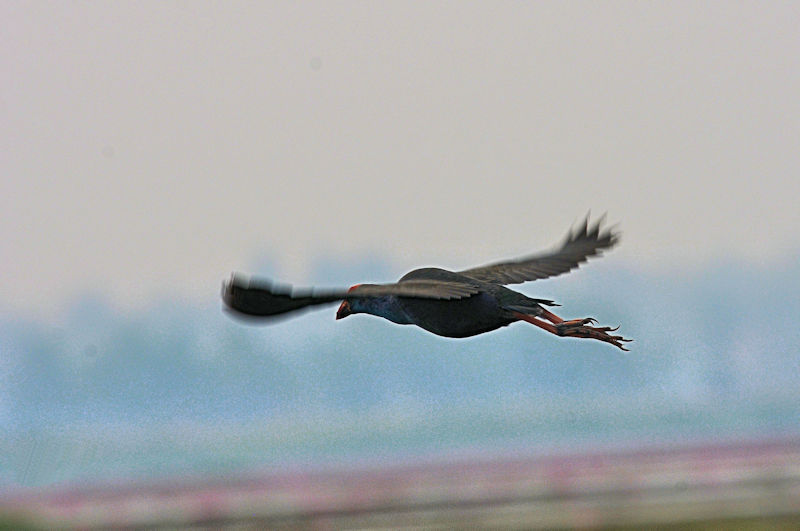 セグロセイケイ 成鳥　ロータスパーク　ウドンタニ　タイ　Lotus Park, Udon Thani, Thailand　2020/03/02　Photo by Kohyuh