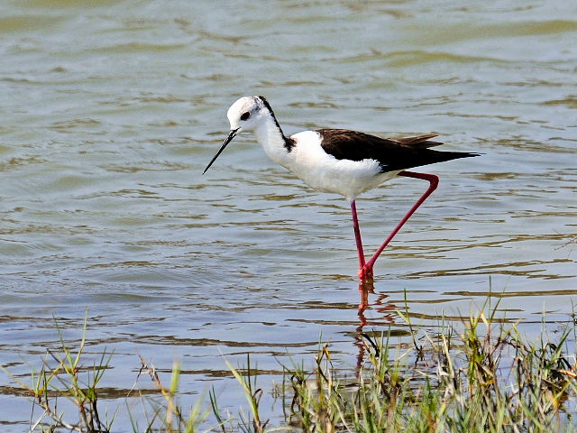 ① セイタカシギ　成鳥　台南市　台湾　Tainan, Taiwan　2012/03/06　Photo by Kohyuh