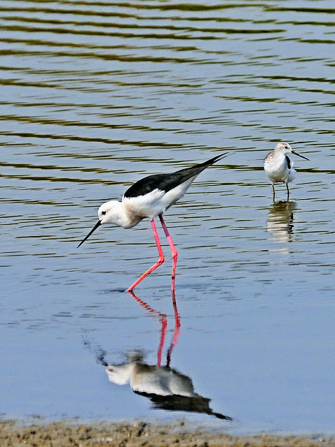 ② セイタカシギ　成鳥　台南市　台湾　Tainan, Taiwan　2012/03/06　Photo by Kohyuh