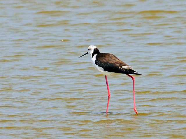 ③ セイタカシギ　成鳥　台南市　台湾　Tainan, Taiwan　2012/03/06　Photo by Kohyuh