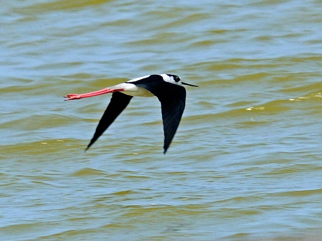 ⑥ セイタカシギ　成鳥　台南市　台湾　Tainan, Taiwan　2012/03/06　Photo by Kohyuh