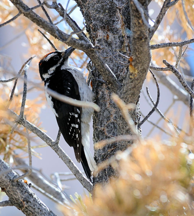 セジロアカゲラ（５態-1） 成鳥 グランドキャニオン国立公園 アリゾナ州　米国 Grand Cayon National Park, Arizona, USA 2013/06/23　Photo by Kohyuh