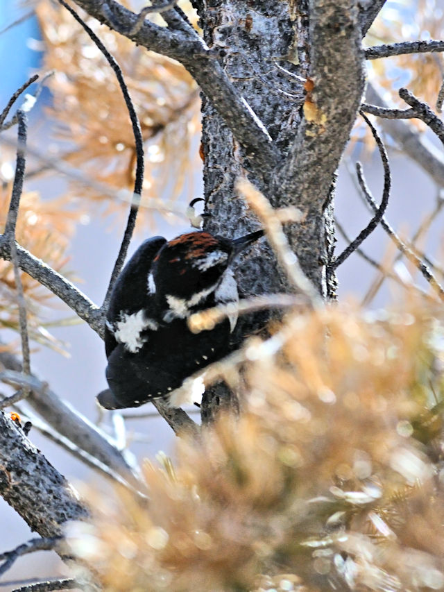 セジロアカゲラ（５態-4） 成鳥 グランドキャニオン国立公園 アリゾナ州　米国 Grand Cayon National Park, Arizona, USA 2013/06/23　Photo by Kohyuh