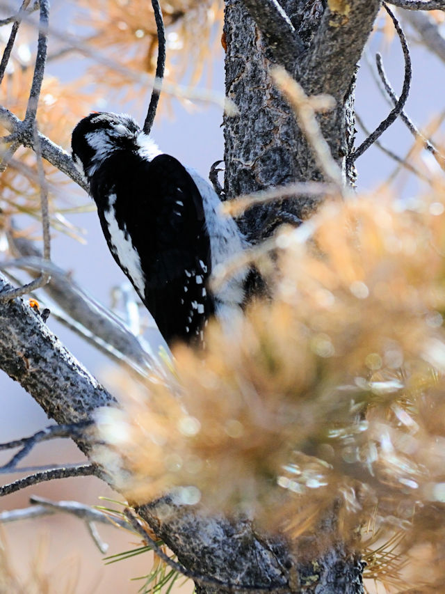 セジロアカゲラ（５態-5） 成鳥 グランドキャニオン国立公園 アリゾナ州　米国 Grand Cayon National Park, Arizona, USA 2013/06/23　Photo by Kohyuh