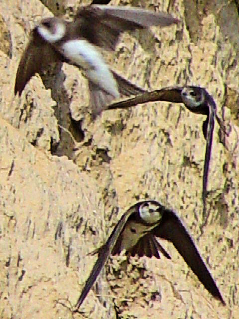 ① ショウドウツバメ　飛姿　ホルトバージ　ハンガリー　Hortobagy, Hungary　Photo by Kohyuh　2007/05/29