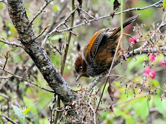 ① シマドリ　成鳥　鞍馬山荘近郊　大雪山国家森林遊楽区　台湾　near by Anma Villa, Dasyueshan National Forest Recreation Area, Taiwan　2012/03/01　Photo by Kohyuh