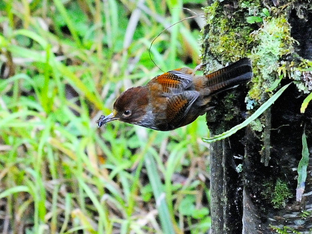 ④ シマドリ　成鳥　鞍馬山荘近郊　大雪山国家森林遊楽区　台湾　near by Anma Villa, Dasyueshan National Forest Recreation Area, Taiwan　2012/03/01　Photo by Kohyuh