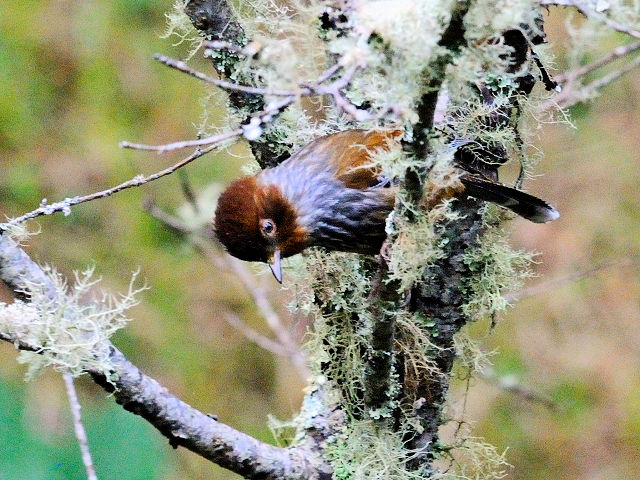 ⑤ シマドリ　成鳥　鞍馬山荘近郊　大雪山国家森林遊楽区　台湾　near by Anma Villa, Dasyueshan National Forest Recreation Area, Taiwan　2012/03/01　Photo by Kohyuh