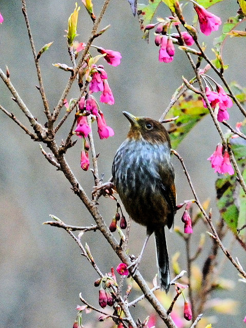 ⑥ シマドリ　成鳥　鞍馬山荘近郊　大雪山国家森林遊楽区　台湾　near by Anma Villa, Dasyueshan National Forest Recreation Area, Taiwan　2012/03/01　Photo by Kohyuh