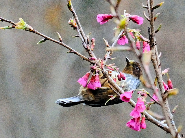 ⑧ シマドリ　成鳥　鞍馬山荘近郊　大雪山国家森林遊楽区　台湾　near by Anma Villa, Dasyueshan National Forest Recreation Area, Taiwan　2012/03/01　Photo by Kohyuh