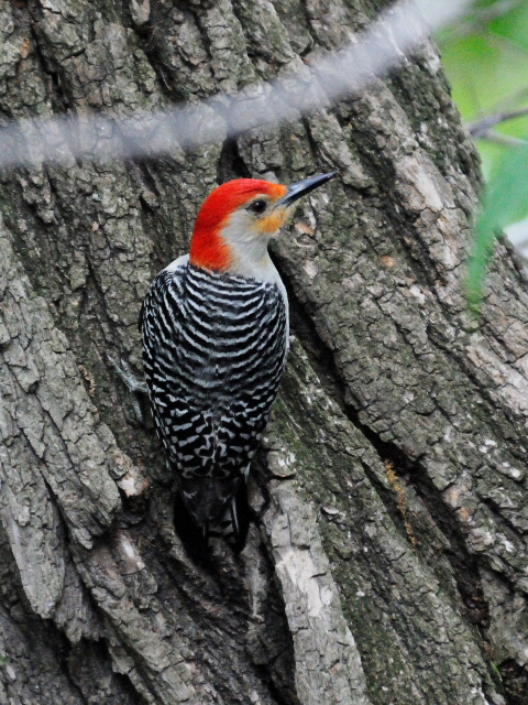 ① シマセゲラ ♂　成鳥　セントラル・パーク　　ニューヨーク　米国　Newyork, America　2013/05/13　Photo by Kohyuh