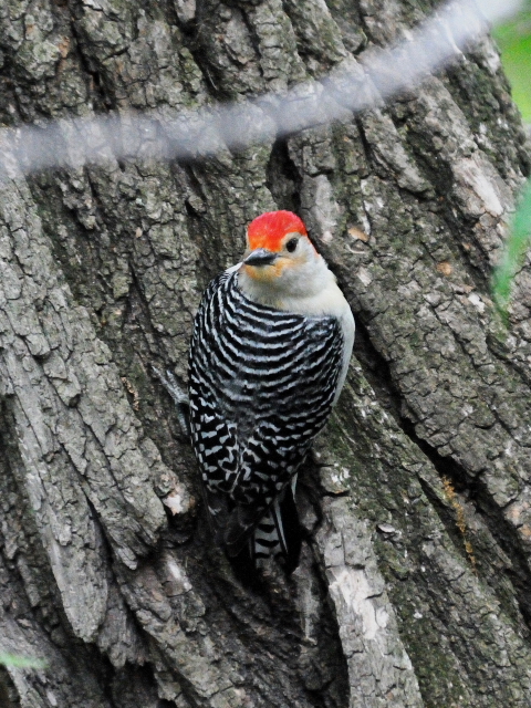 ② シマセゲラ ♂　成鳥　セントラル・パーク　　ニューヨーク　米国　Newyork, America　2013/05/13　Photo by Kohyuh