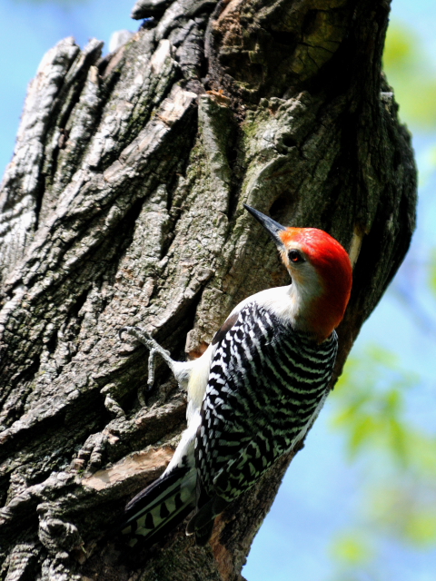 ③ シマセゲラ ♂　成鳥　セントラル・パーク　　ニューヨーク　米国　Newyork, America　2013/05/13　Photo by Kohyuh