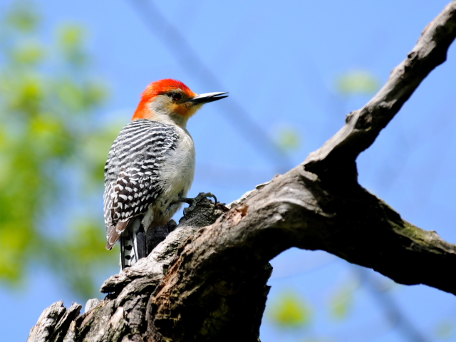 ④ シマセゲラ ♂　成鳥　セントラル・パーク　　ニューヨーク　米国　Newyork, America　2013/05/13　Photo by Kohyuh