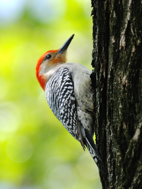 ⑤ シマセゲラ ♂　成鳥　セントラル・パーク　　ニューヨーク　米国　Newyork, America　2013/05/13　Photo by Kohyuh