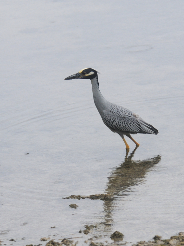 ミノゴイ （成鳥５態-1）　マイアミ近郊　フロリダ　米国　near by Miami, Florida, USA　2013/06/05　Photo by Kohyuh