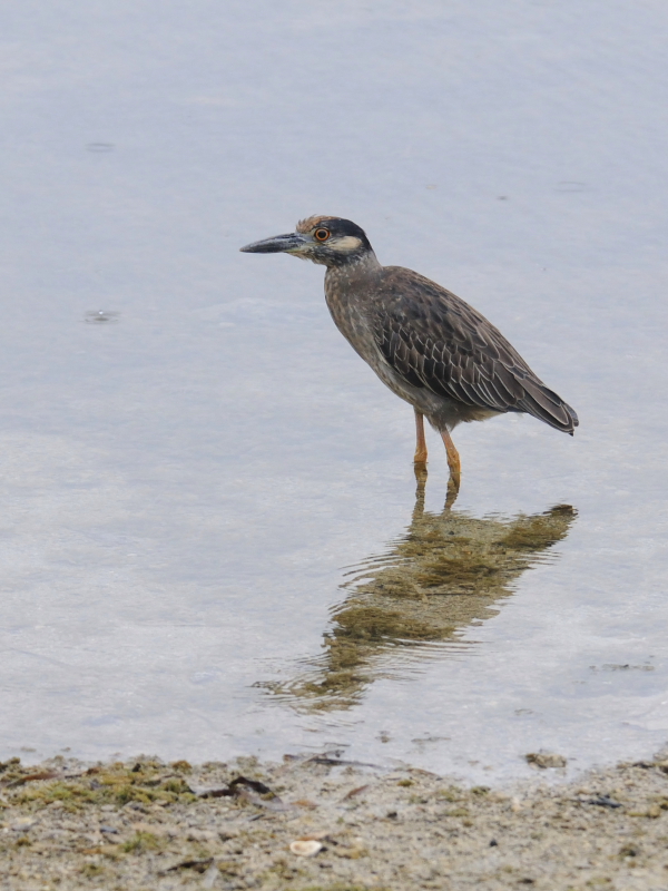 ミノゴイ （幼鳥３態-1）　マイアミ近郊　フロリダ　米国　near by Miami, Florida, USA　2013/06/05　Photo by Kohyuh