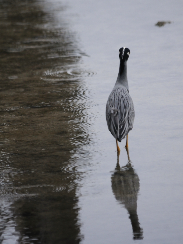 ミノゴイ （成鳥５態-2）　マイアミ近郊　フロリダ　米国　near by Miami, Florida, USA　2013/06/05　Photo by Kohyuh