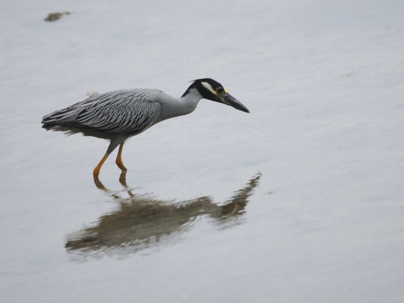 ミノゴイ （成鳥５態-3）　マイアミ近郊　フロリダ　米国　near by Miami, Florida, USA　2013/06/05　Photo by Kohyuh