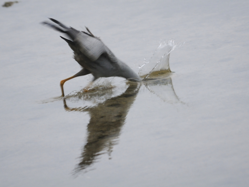 ミノゴイ （成鳥５態-4）　マイアミ近郊　フロリダ　米国　near by Miami, Florida, USA　2013/06/05　Photo by Kohyuh