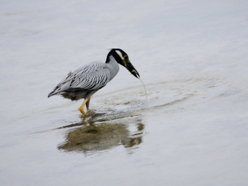 ミノゴイ （成鳥５態-5）　マイアミ近郊　フロリダ　米国　near by Miami, Florida, USA　2013/06/05　Photo by Kohyuh