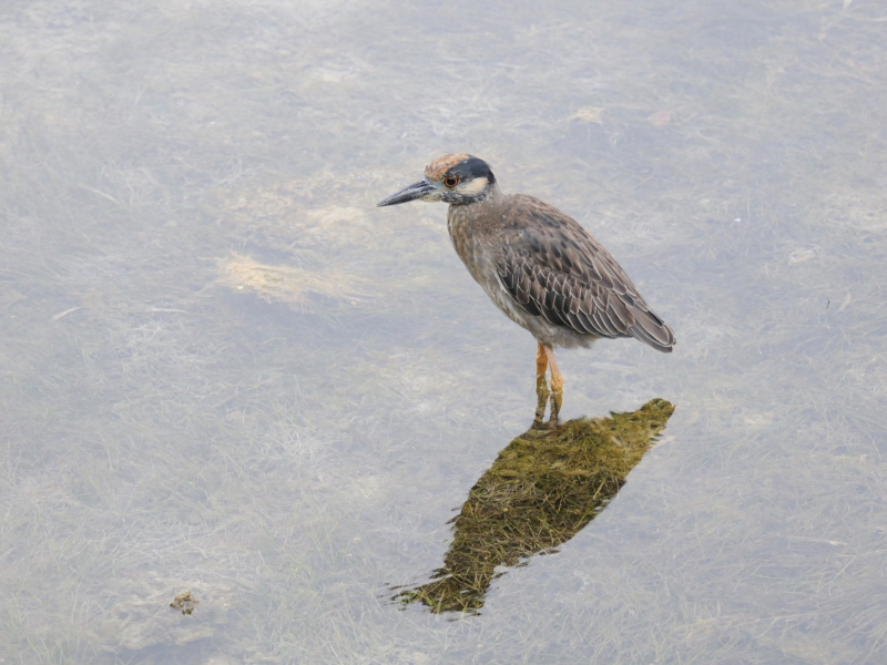 ミノゴイ （幼鳥３態-2）　マイアミ近郊　フロリダ　米国　near by Miami, Florida, USA　2013/06/05　Photo by Kohyuh