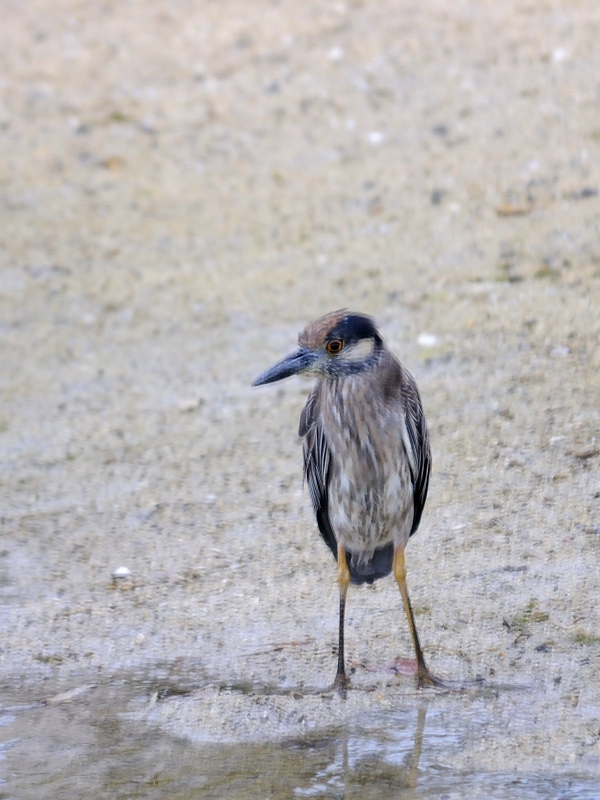 ミノゴイ （幼鳥３態-3）　マイアミ近郊　フロリダ　米国　near by Miami, Florida, USA　2013/06/05　Photo by Kohyuh