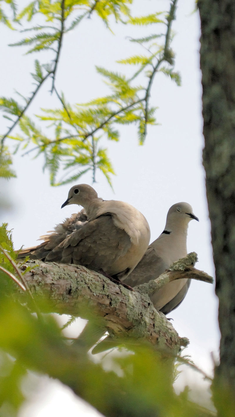 シラコバト雌雄　フォンテーヌブロー州立公園 マンデビル　ルイジアナ州　米国　Mandeville, Louisiana　USA　2013/06/10　Photo by Kohyuh