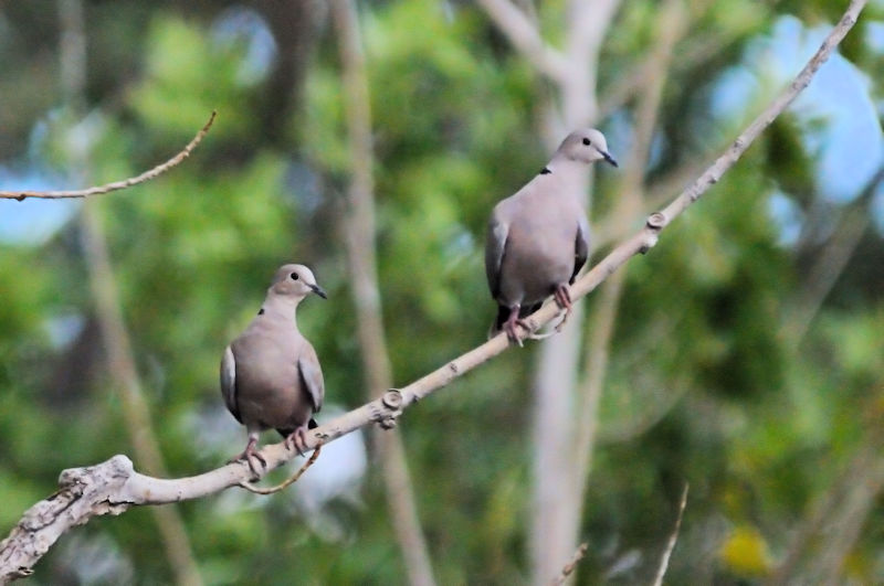 シラコバト雌雄　グリーンリバー州立公園 ユタ州　米国　Green River State Park, Utha, USA　2013/06/28　Photo by Kohyuh