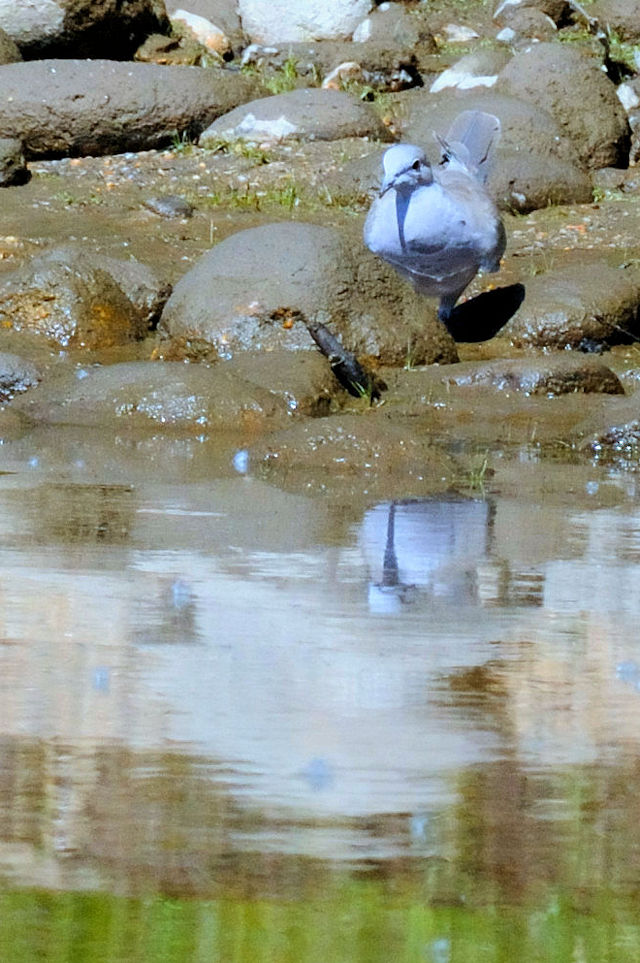 シラコバト 成鳥 （２態）　エステス湖　エステスパーク　コロラド州　米国　Lake Estes, Estes Park, Colorado, USA　2013/07/03　Photo by Kohyuh