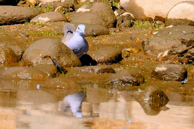 シラコバト 成鳥 （２態）　エステス湖　エステスパーク　コロラド州　米国　Lake Estes, Estes Park, Colorado, USA　2013/07/03　Photo by Kohyuh