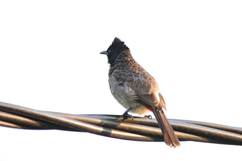 シリアカヒヨドリ（４態-2）　モラガラ・ビーチ近郊のホテルの庭　ベルワラ　スリランカ　near by Moragalla Beach, Beruwala, Sri Lanka　2019/01/22　Photo by Kohyuh