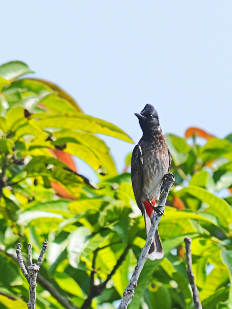 シリアカヒヨドリ（４態-3）　モラガラ・ビーチ近郊のホテルの庭　ベルワラ　スリランカ　near by Moragalla Beach, Beruwala, Sri Lanka　2019/01/22　Photo by Kohyuh