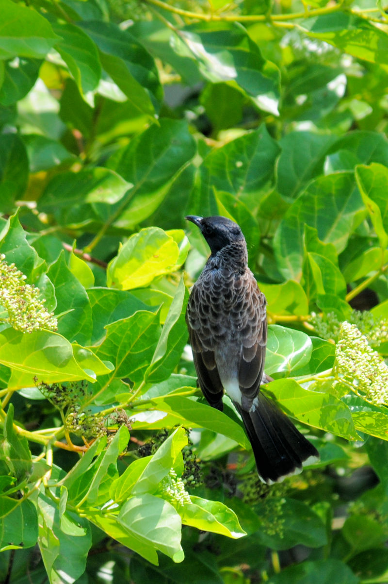 シリアカヒヨドリ　モラガラ・ビーチ近郊のホテルの庭　ベルワラ　スリランカ　 Hotel's garden near by Moragalla Beach, Beruwala, Sri Lanka　 2019/01/23　Photo by Kohyuh