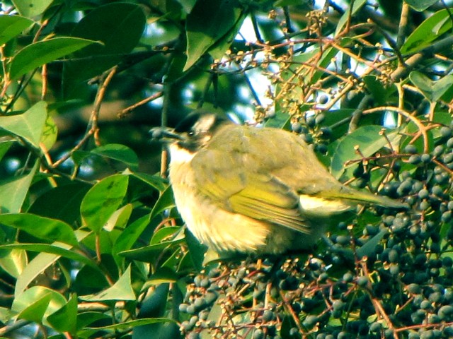 ① シロガシラ　成鳥　豫園　上海　中国　Yuyuan, Shanghai, China　2010/01/06　Photo by Kohyuh