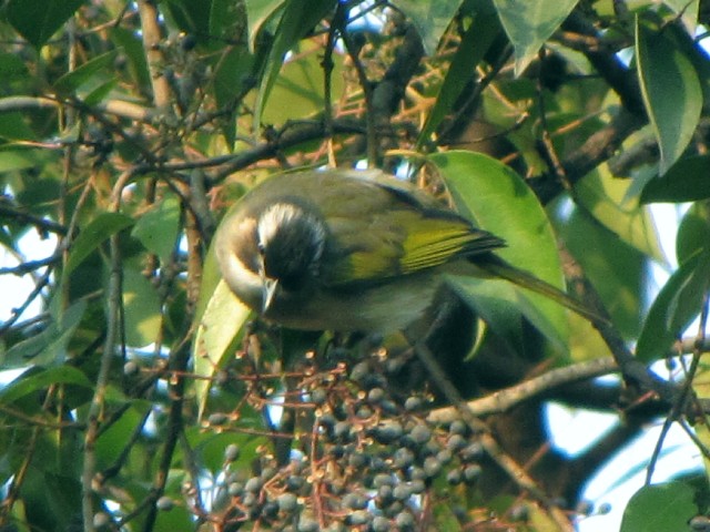 ② シロガシラ　成鳥　豫園　上海　中国　Yuyuan, Shanghai, China　2010/01/06　Photo by Kohyuh