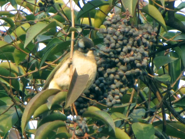 ③ シロガシラ　成鳥　豫園　上海　中国　Yuyuan, Shanghai, China　2010/01/06　Photo by Kohyuh