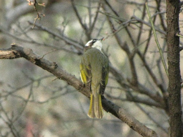 ④ シロガシラ　成鳥　豫園　上海　中国　Yuyuan, Shanghai, China　2010/01/06　Photo by Kohyuh