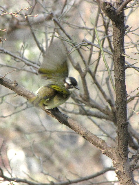 ⑤ シロガシラ　成鳥　豫園　上海　中国　Yuyuan, Shanghai, China　2010/01/06　Photo by Kohyuh