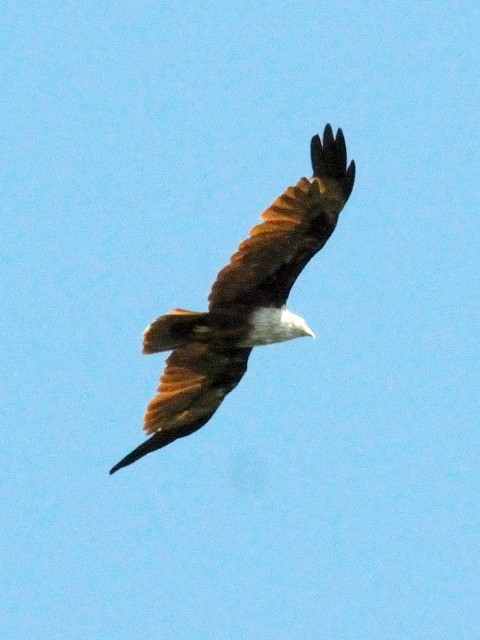 ① シロガシラトビ　成鳥　クアラ・セランゴール　マレーシア　Kuala Selangor, Malaysia　2010/06/10　Photo by Kohyuh