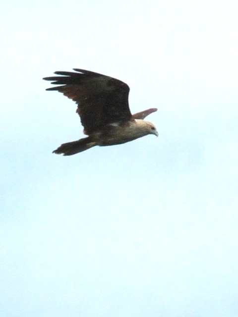 ③ シロガシラトビ　若鳥　クアラ・セランゴール　マレーシア　Kuala Selangor, Malaysia　2010/06/10　Photo by Kohyuh