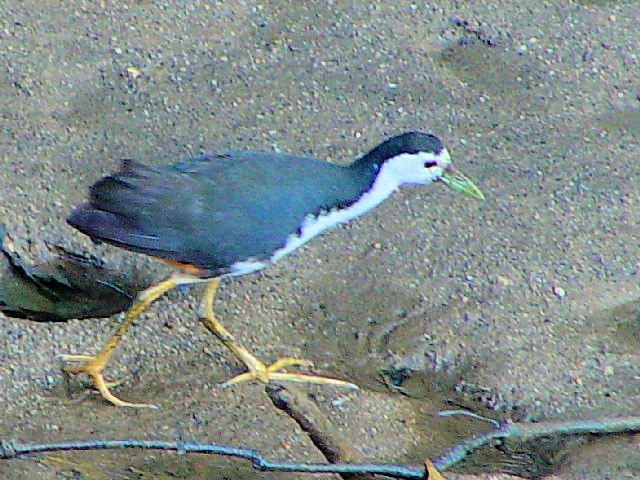 @ VnNCi@@XKCEu[nی@VK|[@Sungei Buloh Wetland Reserve, Singapore@2007/01/17@Photo by Kohyuh