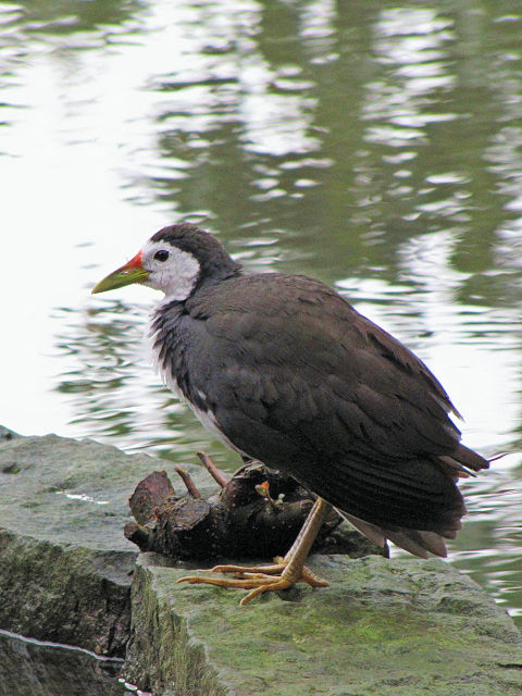 ① シロハラクイナ　成鳥　台北植物園　台北市　台湾　Taipei Botanical Garden, Taipei, Taiwan　2012/02/25　Photo by Kohyuh