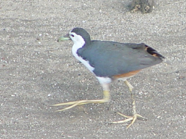 A VnNCi@@XKCEu[nی@VK|[@Sungei Buloh Wetland Reserve, Singapore@2007/01/17@Photo by Kohyuh