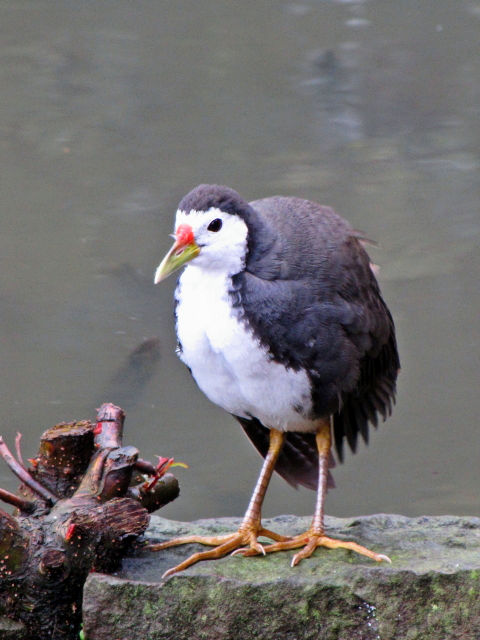 ② シロハラクイナ　成鳥　台北植物園　台北市　台湾　Taipei Botanical Garden, Taipei, Taiwan　2012/02/25　Photo by Kohyuh