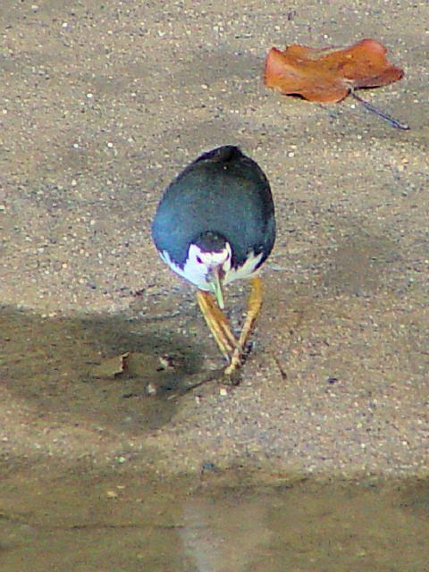 B VnNCi@@XKCEu[nی@VK|[@Sungei Buloh Wetland Reserve, Singapore@2007/01/17@Photo by Kohyuh