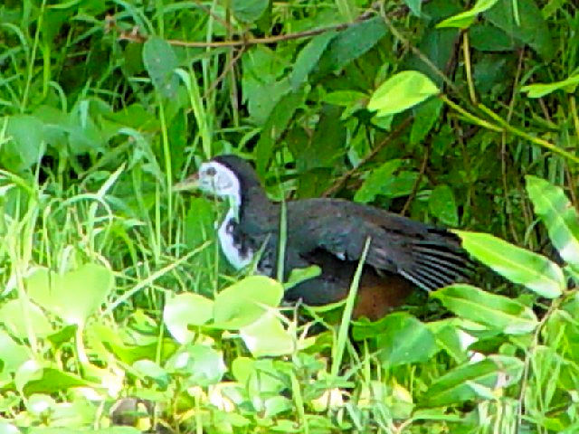 C VnNCi@@XKCEu[nی@VK|[@Sungei Buloh Wetland Reserve, Singapore@2007/01/17@Photo by Kohyuh