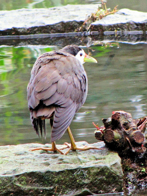 ④ シロハラクイナ　成鳥　台北植物園　台北市　台湾　Taipei Botanical Garden, Taipei, Taiwan　2012/02/25　Photo by Kohyuh